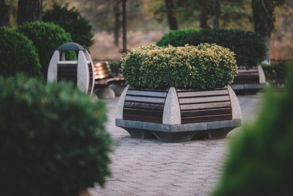 Decorative Plants in the Park: Creating Life and Connection in Public Spaces