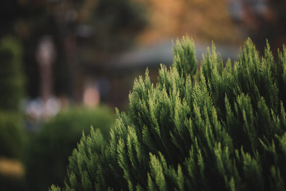 Decorative Tree in the Park Closeup: A Natural Accent for Urban Spaces